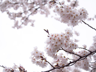Bouquet of Sakura Flowers Blooming