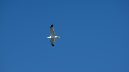 Vol de mouette sur l'ile grecque de Leros