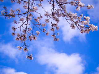 Obraz premium Bouquet of Sakura Flowers Blooming