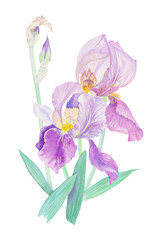 Irises watercolor bouquet