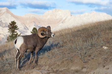 Naklejka premium Big Horn Sheep in Jasper National Park, Alberta Canada 