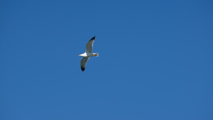 Vol de mouette sur l'ile grecque de Leros