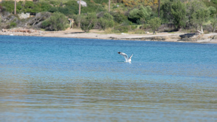 Vol de mouette sur l'ile grecque de Leros