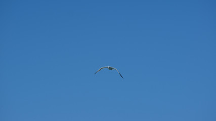 Vol de mouette dans le ciel bleu de Grece