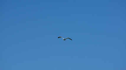 Vol de mouette dans le ciel bleu de Grece