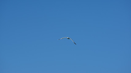 Vol de mouette dans le ciel bleu de Grece