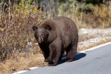 Black Bear (brown Color) walking in road in late autumn in Banff National Park, Canada