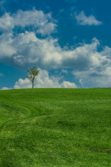 Fototapeta na wymiar Single tree on a green meadow with blue sky in the background