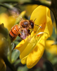bee on flower