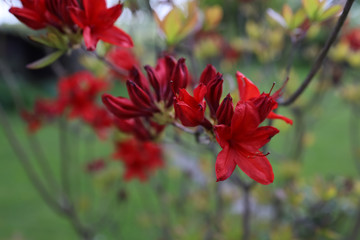 Obraz na płótnie Canvas red flowers in garden