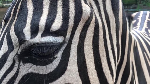zebra in captivity in zoological, in African area.