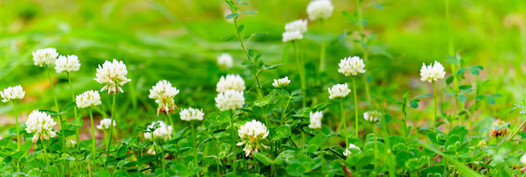 Panoramic view of white clover flowers on green color bokeh background