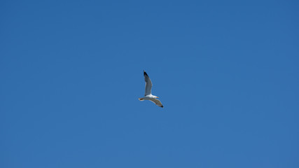 Vol de mouette dans le ciel bleu de Grece