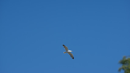 Vol de mouette dans le ciel bleu de Grece