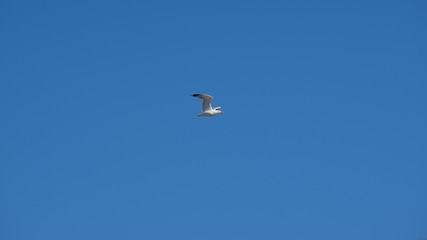 Vol de mouette dans le ciel bleu de Grece