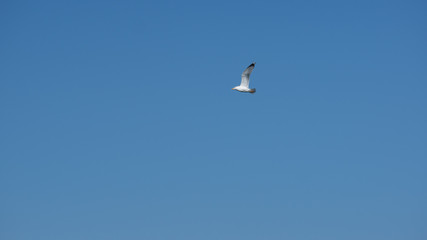 Vol de mouette dans le ciel bleu de Grece
