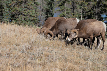 Naklejka na ściany i meble Big Horn Sheep in Jasper National Park, Alberta Canada 