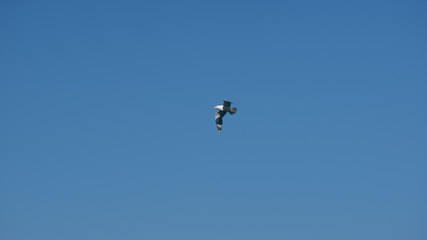 Vol de mouette dans le ciel bleu de Grece