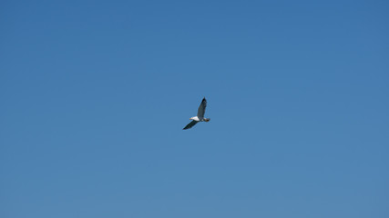 Vol de mouette dans le ciel bleu de Grece
