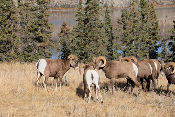 Naklejka na ściany i meble Big Horn Sheep in Jasper National Park, Alberta Canada 
