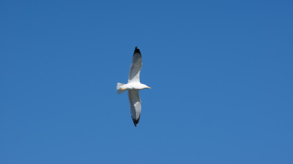Vol de mouette dans le ciel bleu de Grece