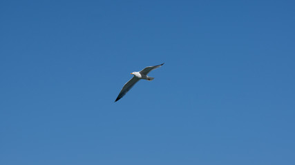 Vol de mouette dans le ciel bleu de Grece
