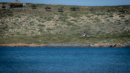 Vol de mouette dans le ciel bleu de Grece