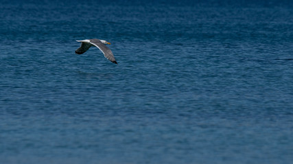 Vol de mouette dans le ciel bleu de Grece
