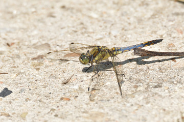dragonfly sitting on a stone in the sun near the pond