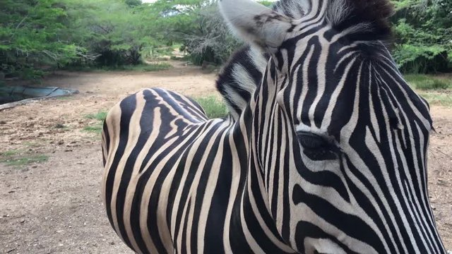 zebra in captivity in zoological, in African area.