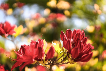 red flowers in the garden