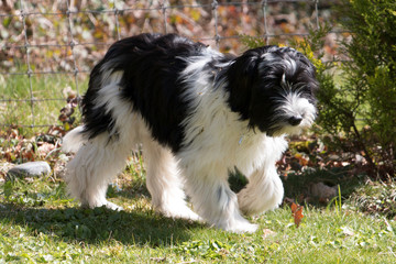 Schapendoes / PON Puppy in garden