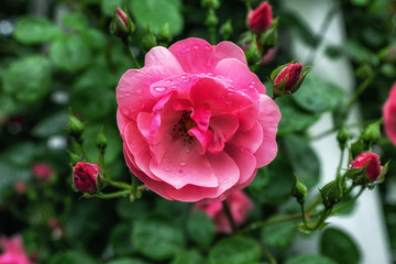 Obraz premium pink rose flowers in seoul rose festival