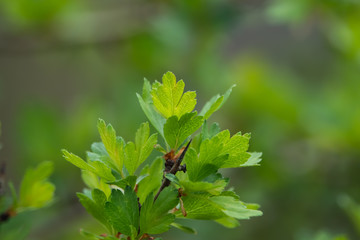 Hawthorn Leaves in Springtime