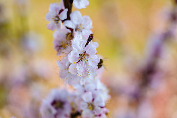 Close up blossom apricot branch with beautiful white and pink flowers with bee in flower in spring
