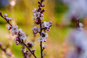 Blossom branch of apricot tree with beautiful white and pink flowers and buds in the garden in sunny spring day