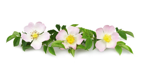 Dog rose flowers isolated on white background