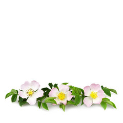 Briar flowers isolated on white background with copy space. Dog rose flowers
