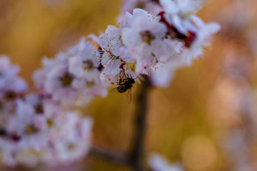 Bee close up on the flowers on blossom apricot branch in spring
