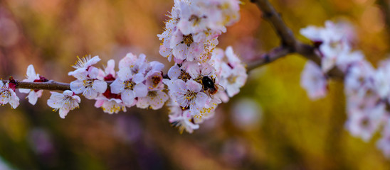 Blossom apricot branch with beautiful white and pink flowers with bee on flower in sunshine spring day