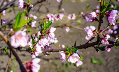 Blossom peach tree with beautiful pink flowers and small young green leaves in the garden in sunshine spring day