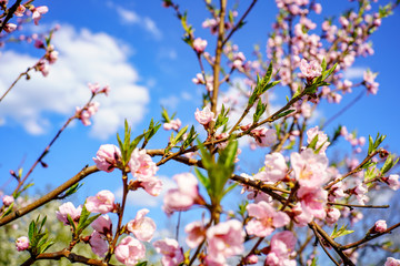 Blossom peach tree with beautiful pink flowers and small young green leaves against blue sky with clouds in sunshine spring day