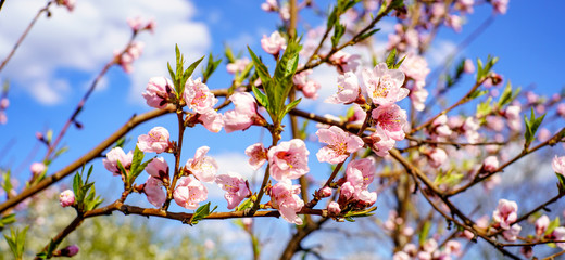 Blossom peach tree with beautiful pink flowers and small young green leaves against blue sky in the garden in sunshine spring day 