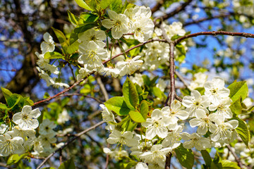 Flowering cherry branch with beautiful blossom white flowers and young green leaves against blue sky in the garden