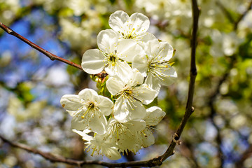 Obraz premium Flowering cherry branch with beautiful blooming white flowers and young green leaves against blue sky in the garden in sunshine spring day