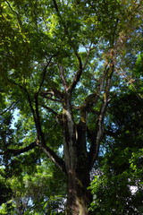 Obraz premium Big tree in Corcovado NP near Puerto Jimenez on peninsula Osa in Costa Rica