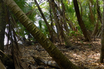 Coast near Carate in Corcovado NP near Puerto Jimenez on peninsula Osa in Costa Rica