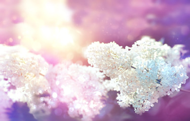 Lilac spring flowers bunch violet art abstract blurred design background. art nature flower spring image. close up, copy space