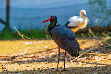 ナベコウとニホンコウノトリ