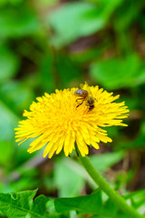 Small bee on yellow dandelion in green grass in the garden in sunny day